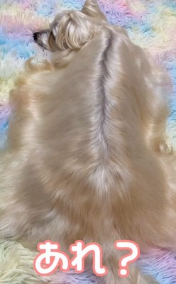 艶々の茶々ちゃん