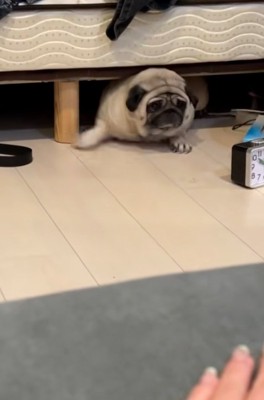 友人を見るしーちゃん