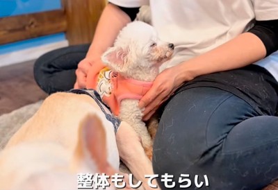 ベッドの近くにいる2匹の柴犬