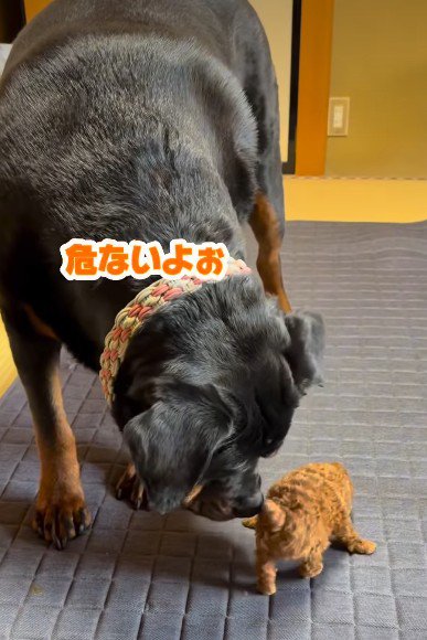 そっと近づいてクンクン