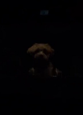 薄暗い車内にいる犬