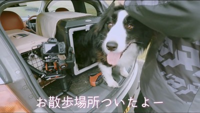 車から身を乗り出して、カメラを見つめるボーダーコリー