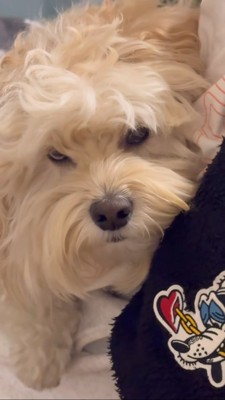 ガンを飛ばす犬