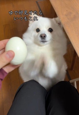 ゆで卵を欲しがるベラちゃん6