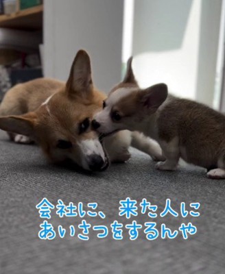 後輩を指導する風ちゃん