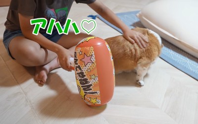 ビニールハンマーを持ちながら犬を撫でる女の子