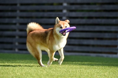 おもちゃをくわえた柴犬