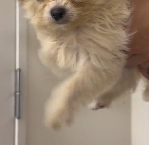 飼い主に抱っこされて前足を動かす犬
