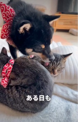 子猫を毛繕い