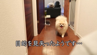 フリスビー練習中のモチちゃん2