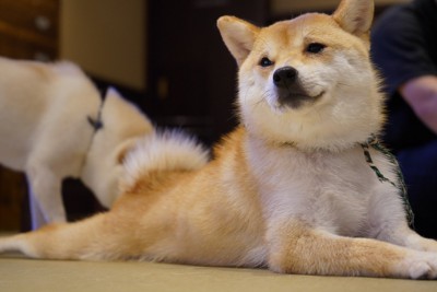 後ろ足を伸ばして伏せる柴犬