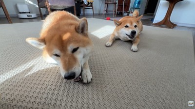 帰宅後にオヤツをあげたら、満足そうなお顔に♪
