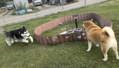 バブちゃん、再び突進!