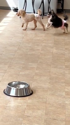 他の犬を追いかける犬