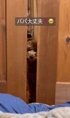 パパさんを心配するポポくん