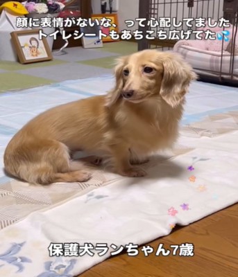 不安そうな犬1