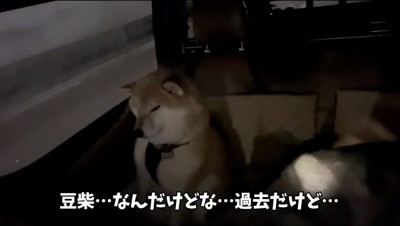 車内で悲しそうに目を細める柴犬