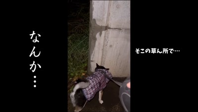 壁の匂いを嗅ぐ犬