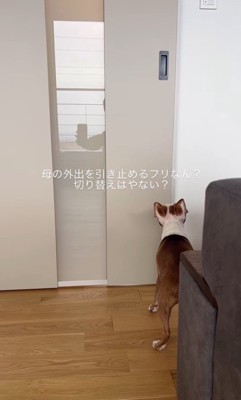 お母さん外出時のジノくん5