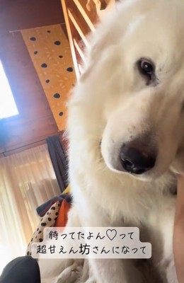 甘えん坊のわたまるくん