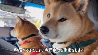 病院へ向かう2匹