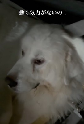 動く気力がないダンボくん