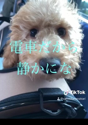 電車で家に帰ったよ