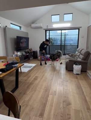 ジャンプする犬2