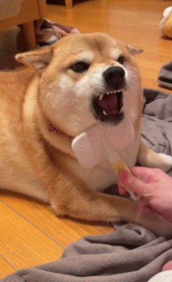 アゴ下は怒るまろんちゃん