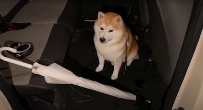 車に乗る柴犬