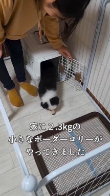 クレートから出てくる子犬