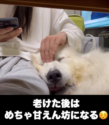 人の膝に顔をのせて甘える犬