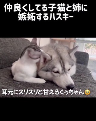 りりたんとくぅちゃん