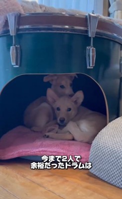 寝床で固まる2匹