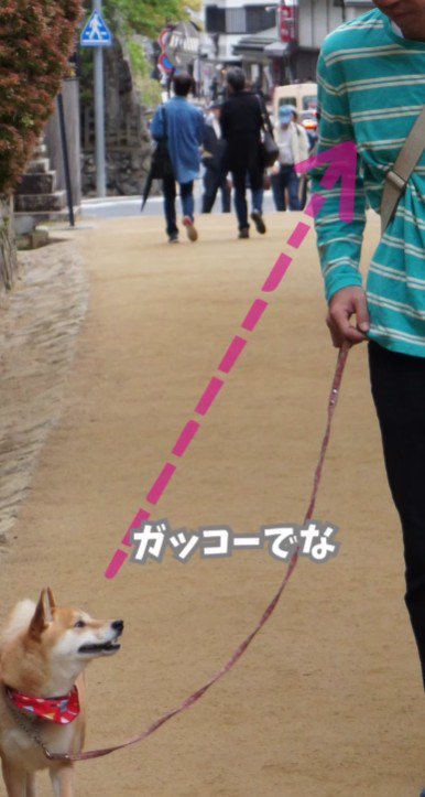 犬の学校でトレーニング