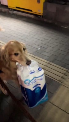 荷物を咥えて飼い主を見上げる犬