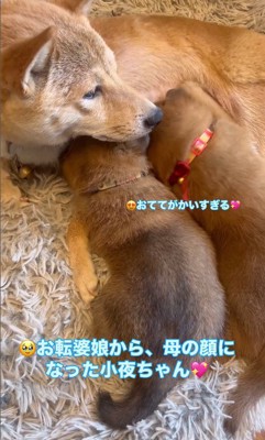 咲太郎くんと小夜ちゃんと赤ちゃん犬2