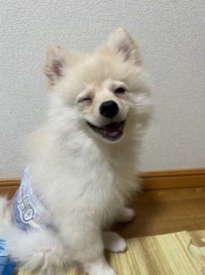 ラテくんのビフォーアフター5