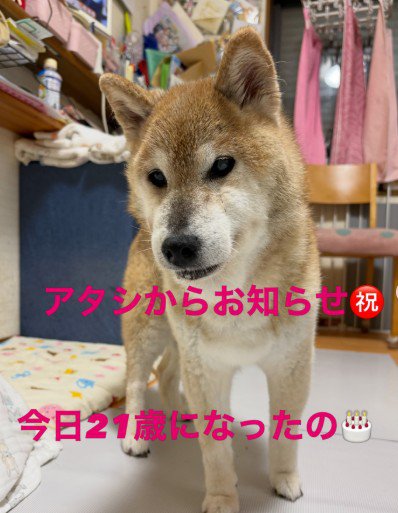 スーパーハイシニアのわこちゃん
