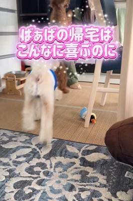 飛びついて歓迎！