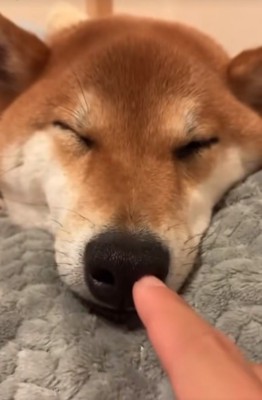 寝ている柴犬