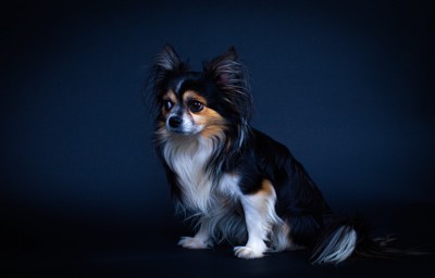 チワワとパピヨンのミックス犬