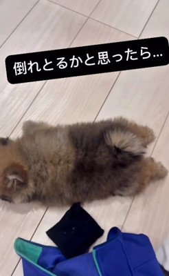 倒れてると思ったら…