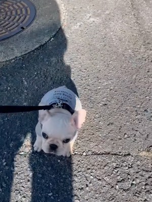 地面に座り込む子犬