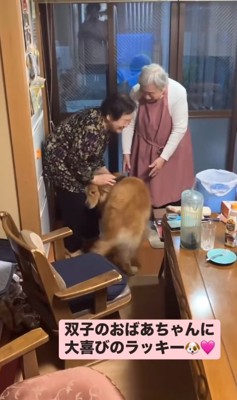 双子のおばあちゃんに撫でてもらう大型犬