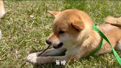 地面に落ちていた枝を噛んで遊ぶオスの豆柴