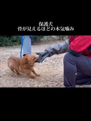 手袋を噛む犬