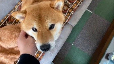 カメラを見る犬