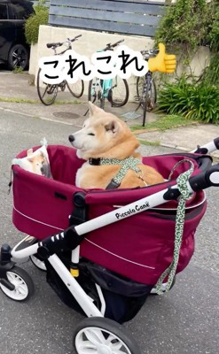 カートに乗った犬