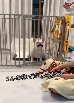 柵に顔を押し付ける犬